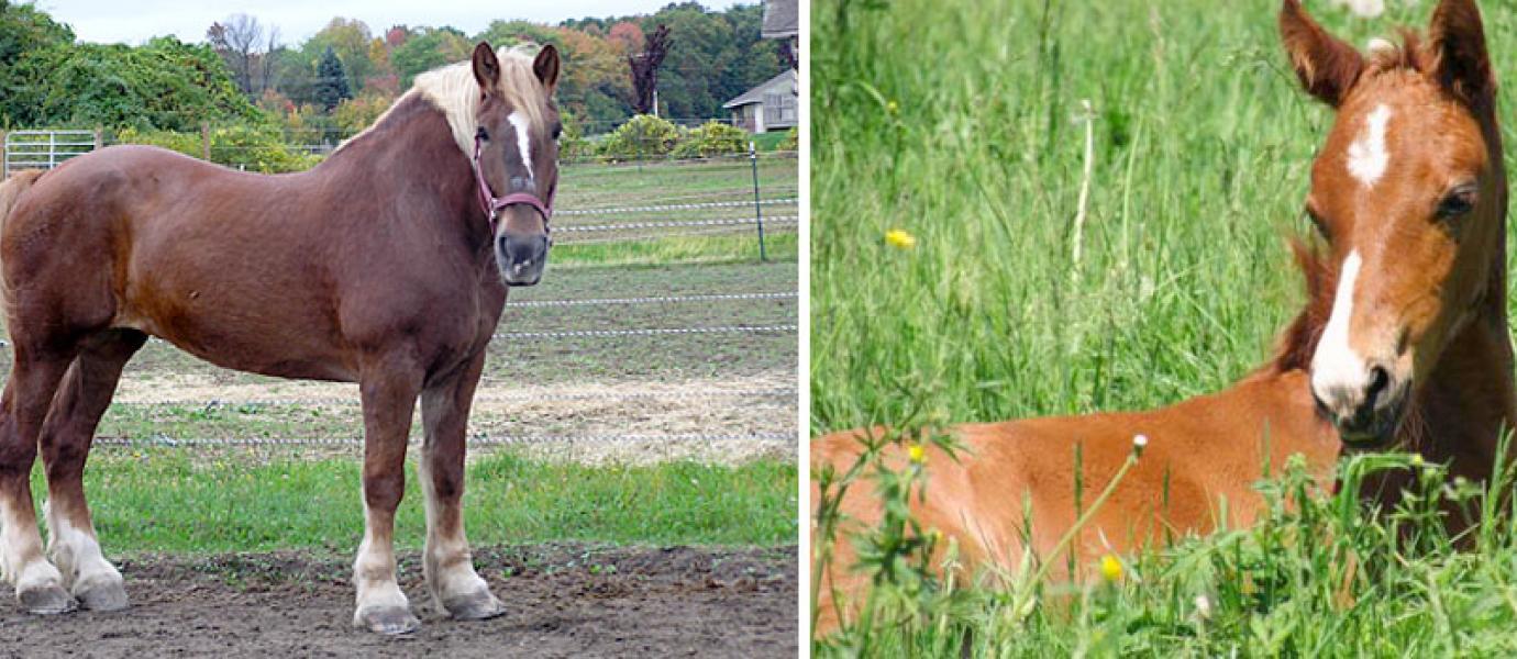 Crops, Dairy, Livestock and Equine