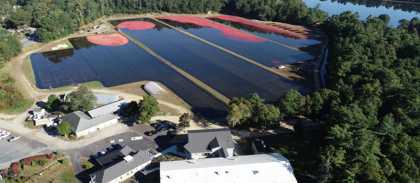 Cranberry harvest