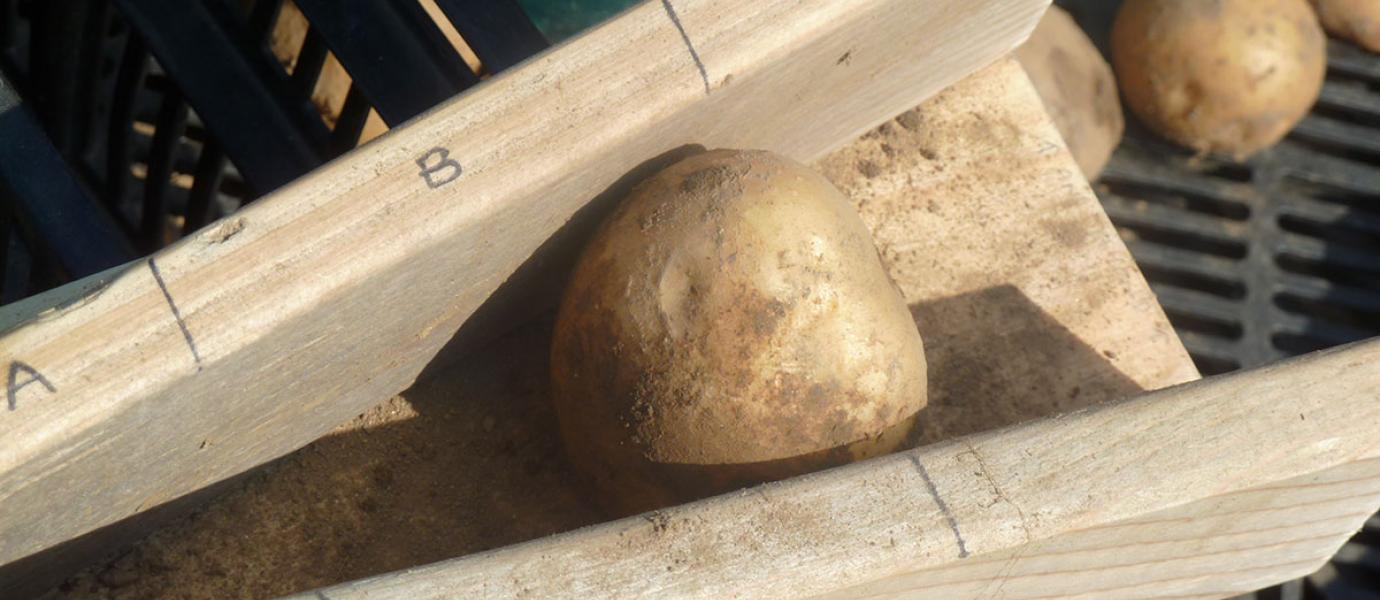 Measuring potatoes