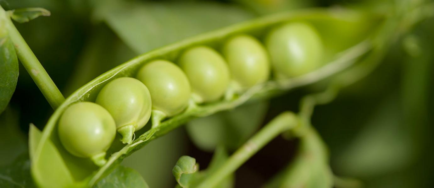 UMass Extension Vegetable