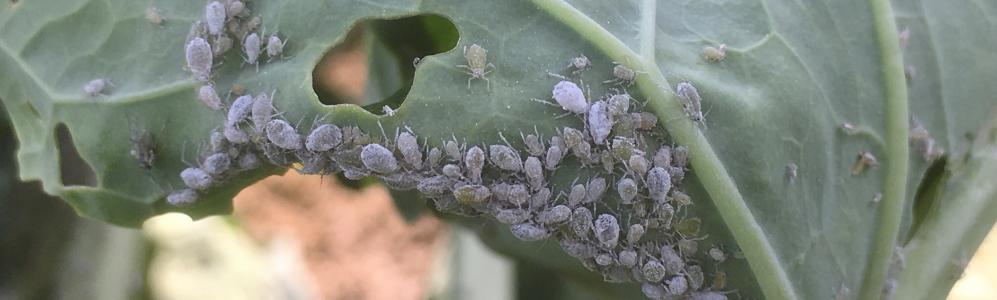 Cabbage aphids on a Brussels sprouts leaf. Photo: UMass Vegetable Program