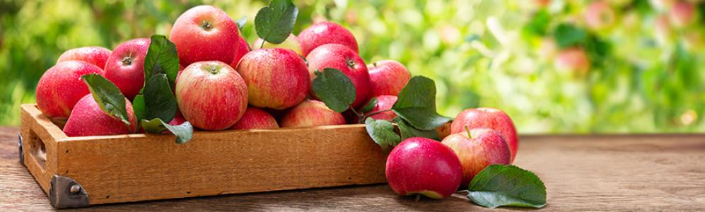basket of fresh apples