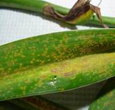 lily rust streak