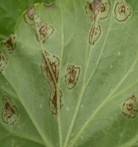 geranium rust