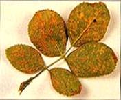 rose rust