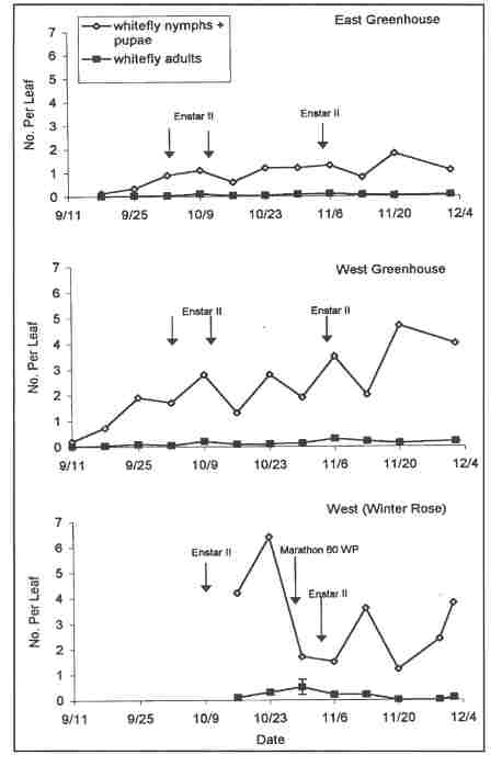 white fly graph