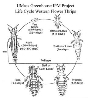 Western Flower Thrips